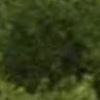 scolidae